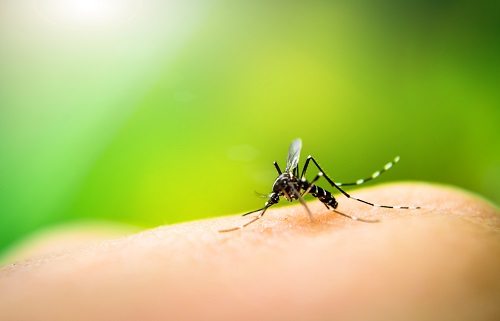 Lavender as an effective bug repellant