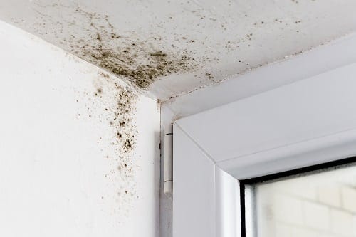 Tee Tree destroy mold and mold odor