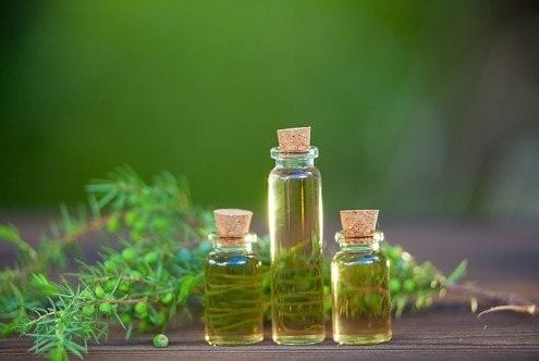 Top 10 Tea Tree Oil (Melaleuca) Uses and Benefits