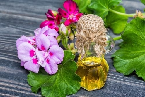 Want Naturally Glowing & Healthy Skin? Geranium Oil Is The Answer