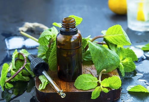 Fresh peppermint leaves with essential oil